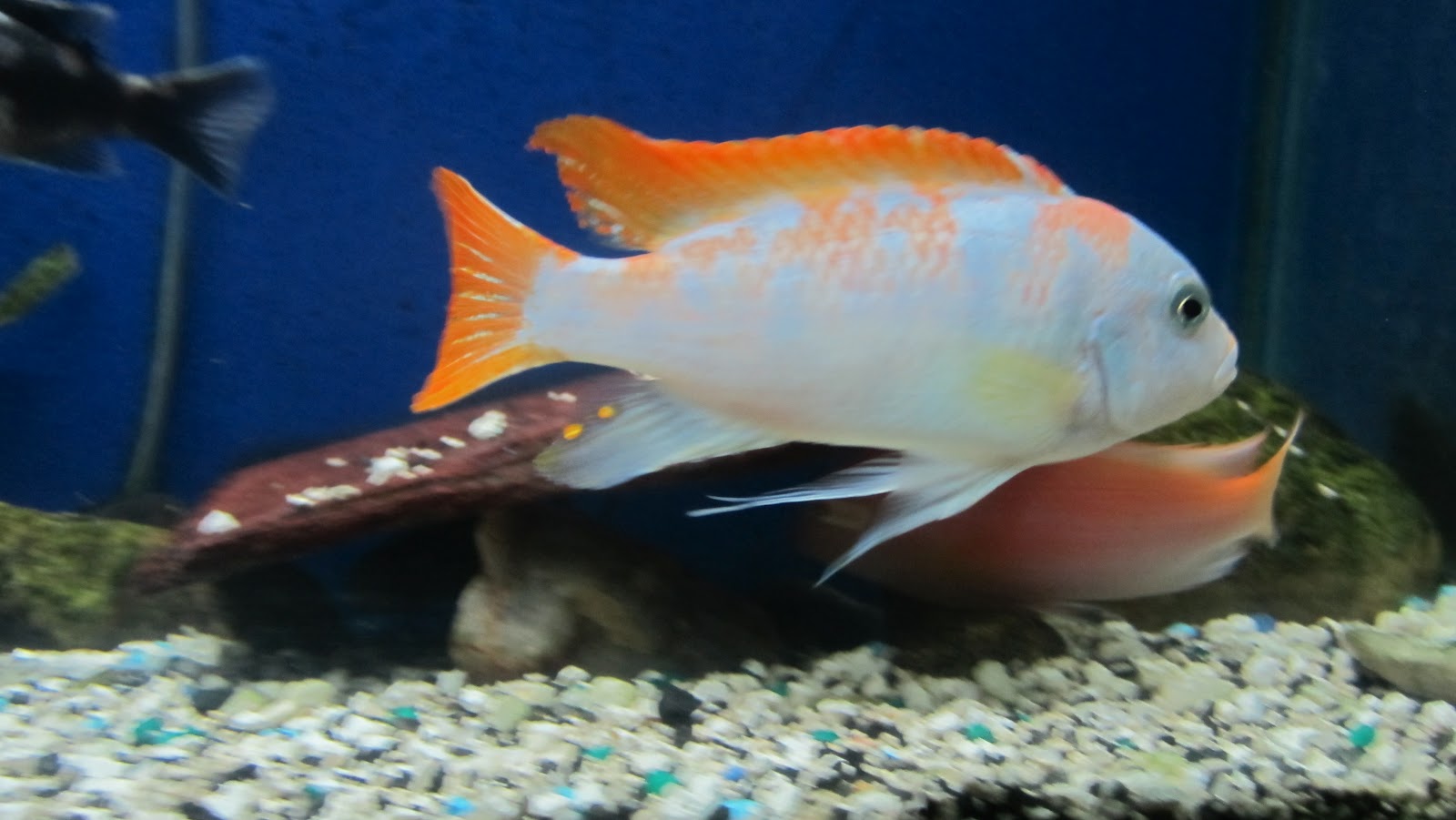 mal/tang fish Metriaclima zebra Red Top Marmalade Cat 9212