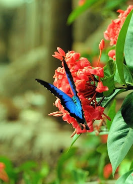 Ulysses Butterfly