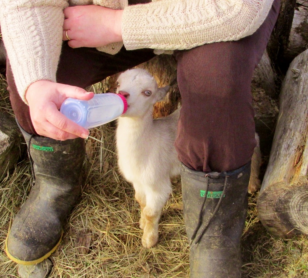 Lally Broch Farm A Maine Family Homestead Goat Update and Garden Bed
