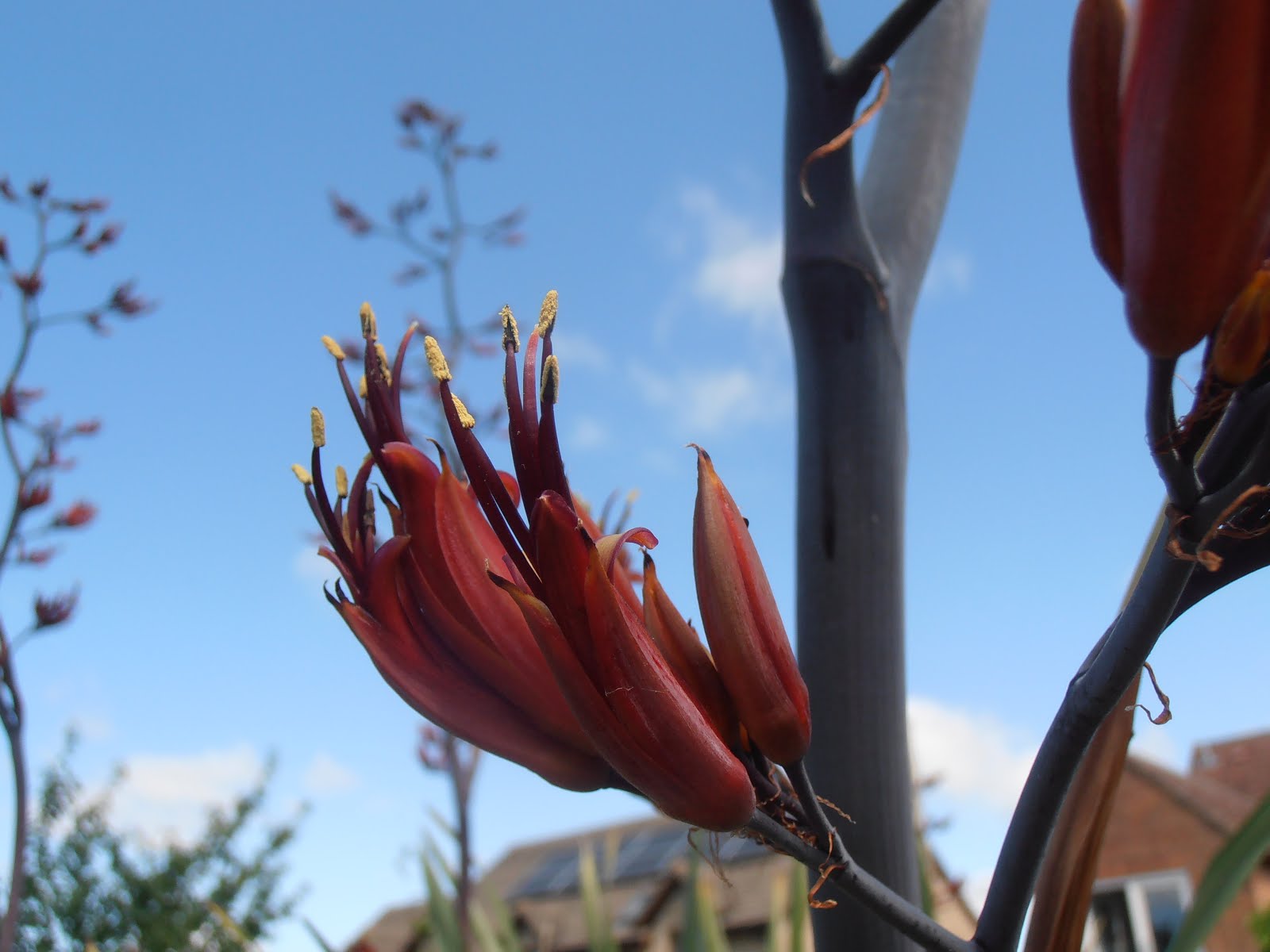 Phormium flower