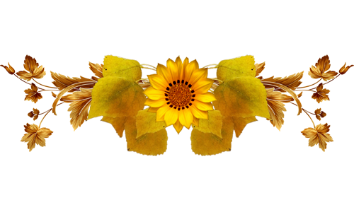 paradise sunflower