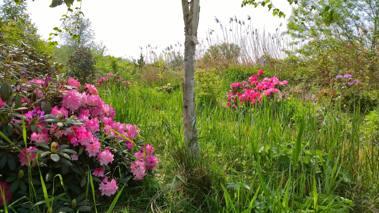 Landschaftspark Und Rhododendren Im Schlosspark Dennenlohe Achims