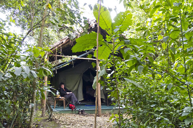 Gorilla Conservation Camp in Buhoma