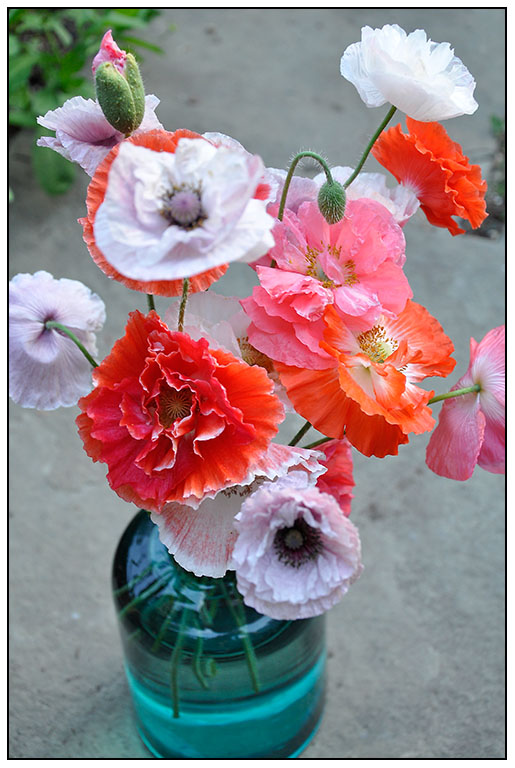 Shirley Poppies from seed Colorful Shirley Poppies raised from seed.