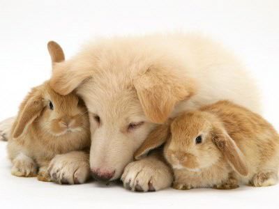 http://2.bp.blogspot.com/-dfUojN1G9FA/UOoNC5oyAeI/AAAAAAAAfRU/CuxsP8giC-U/s1600/coelhos_gemeos_gatos_caes5.jpg