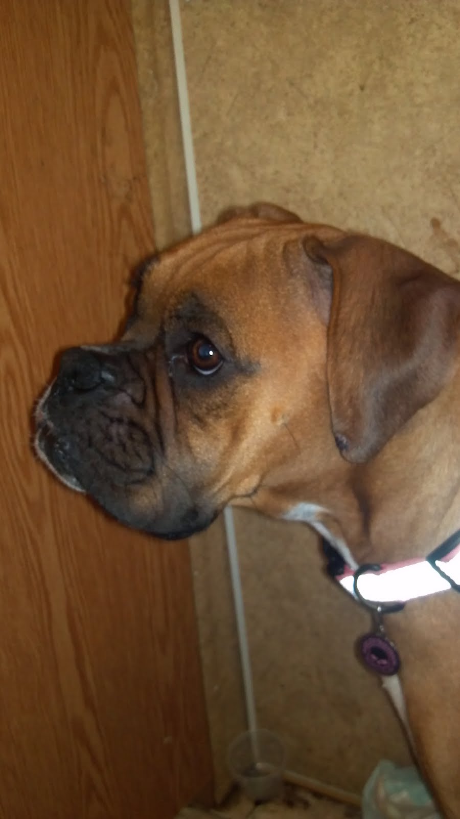 BoxerVille Ear cropping, where do you stand?