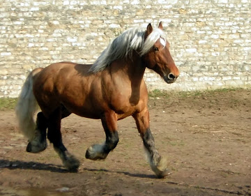 image de cheval