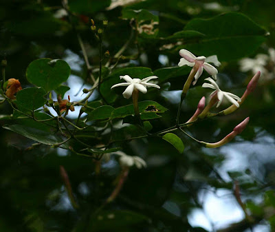 Jasminum abyssinicum Flower Jasminum abyssinicum Flower