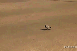content_1305690443_pigeon-almost-run-over-by-bus.gif
