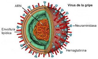 Virus de la gripe