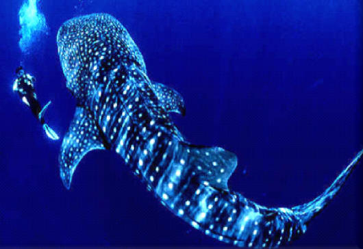 Whale Shark Whale Shark