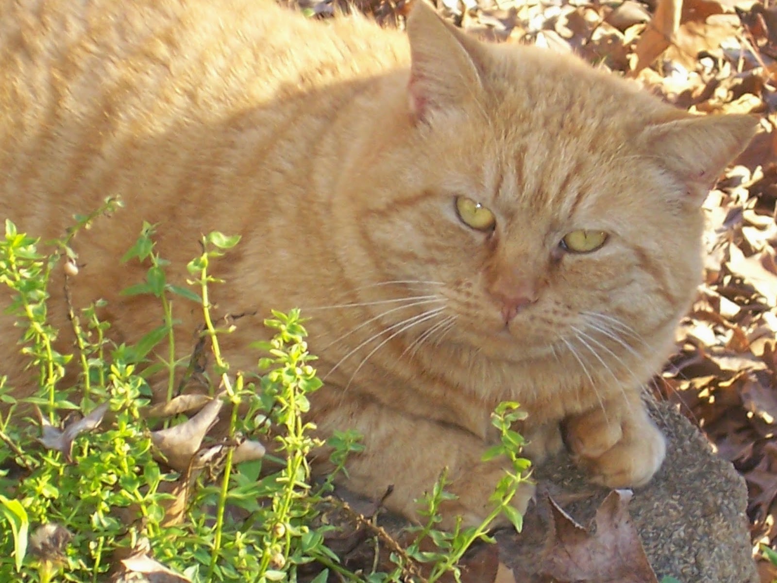 Curlz and Swirlz... Man Cat Monday, TomTom Style