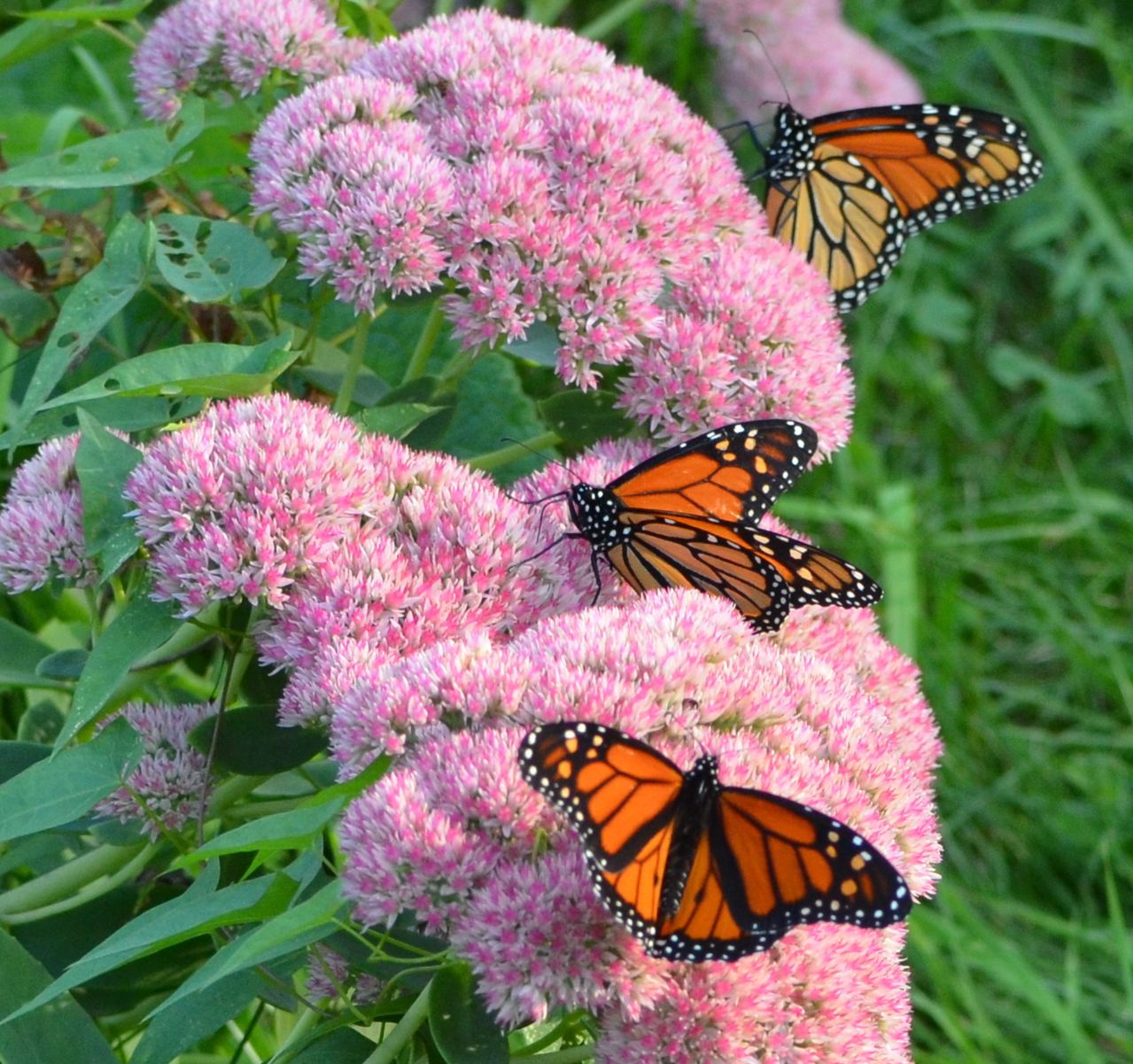 September Garden Walkabout Blooms of Monarchs Flower Hill Farm Retreat