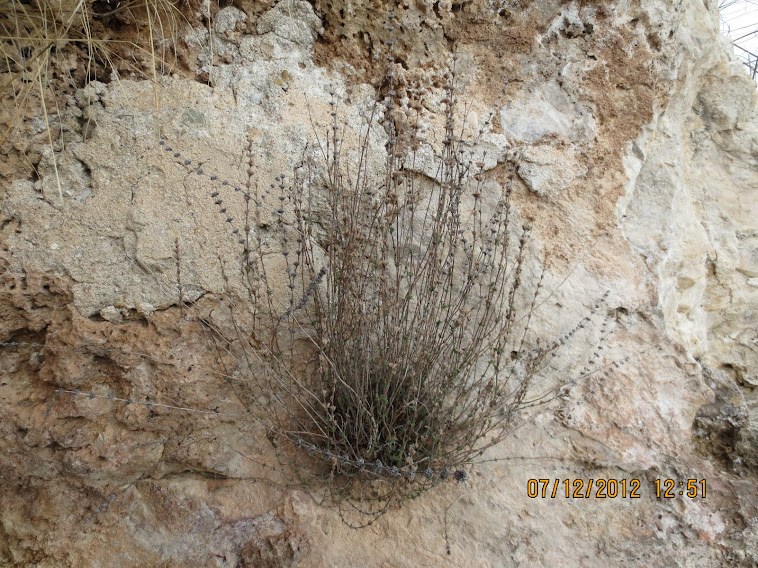 micromeria στο Αρχαίο Ακόντισμα της Ν.Καρβάλης