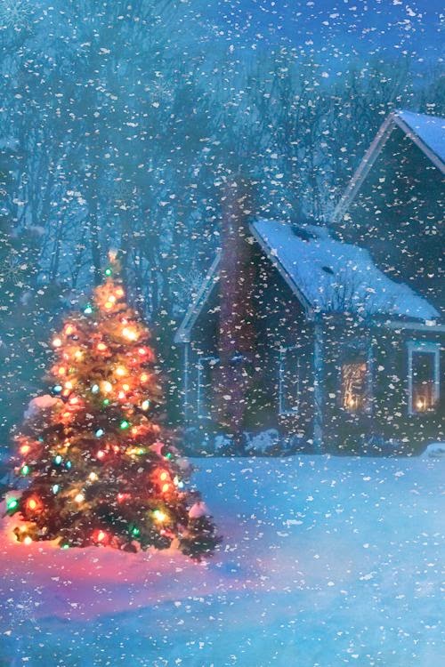 beautiful christmas tree on a snowy evening incredible pics christmas lighted moose