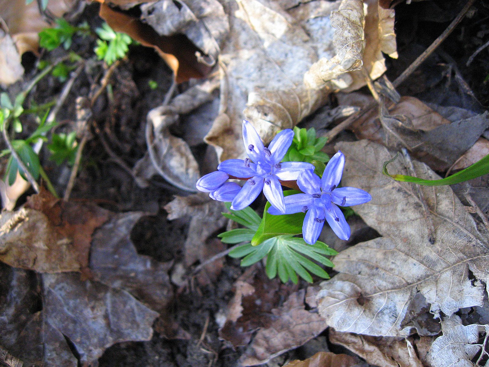 Spring is time for love - Beautiful pictures and one poem ~ Love-sepphoras