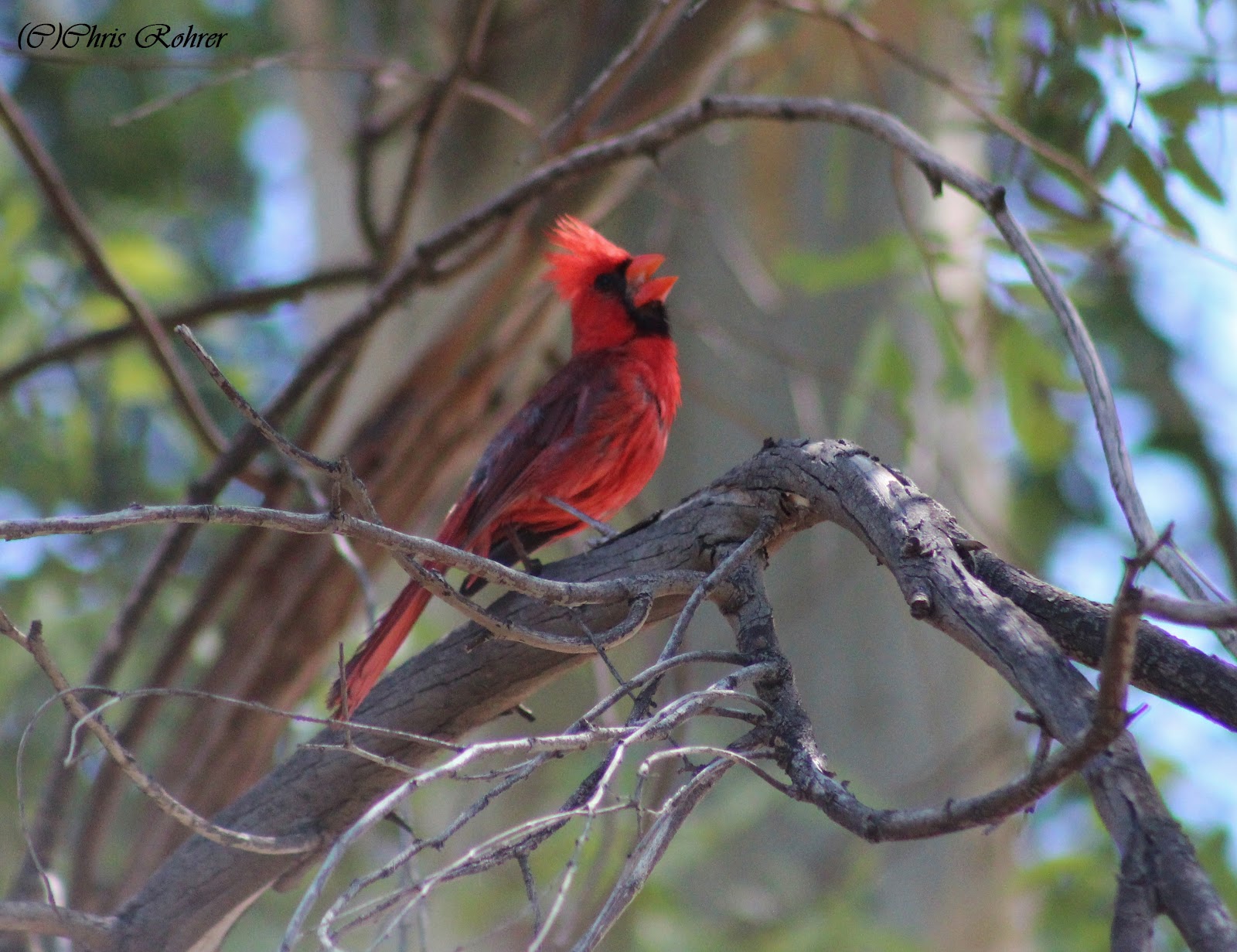 Las Aventuras Perching Birds