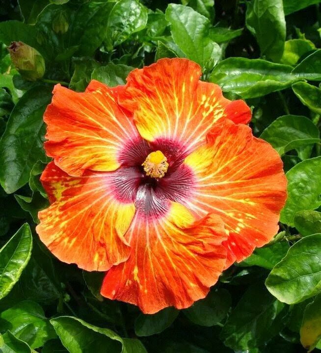 Hibiscus/Joba flower_010