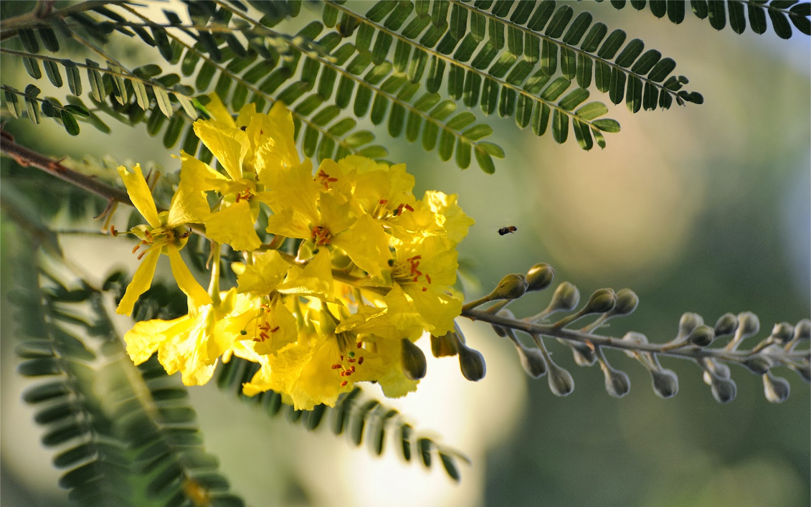 Romantic Flowers Acacia Flowers