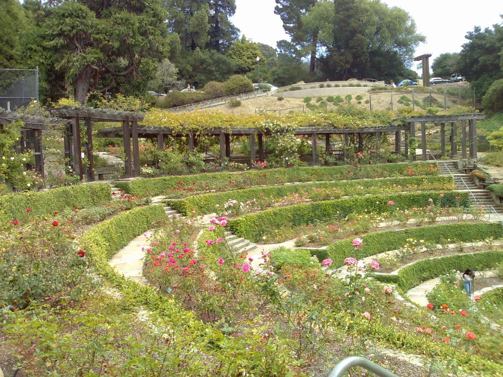 The Compass Rose Justice S Incident In A Rose Garden