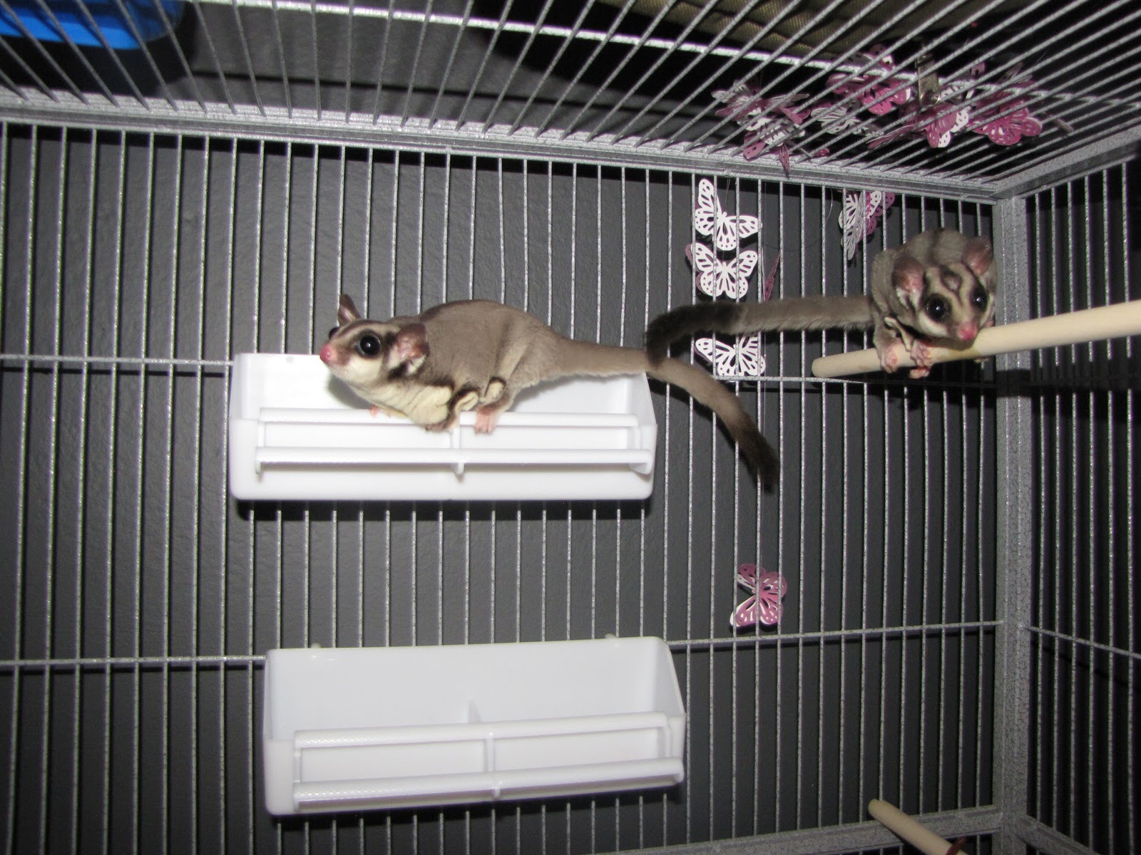 Sugar Gliders New Cage! A Little Crunchy