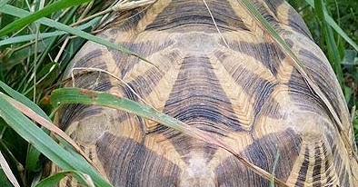 Tortuland Geochelone platynota