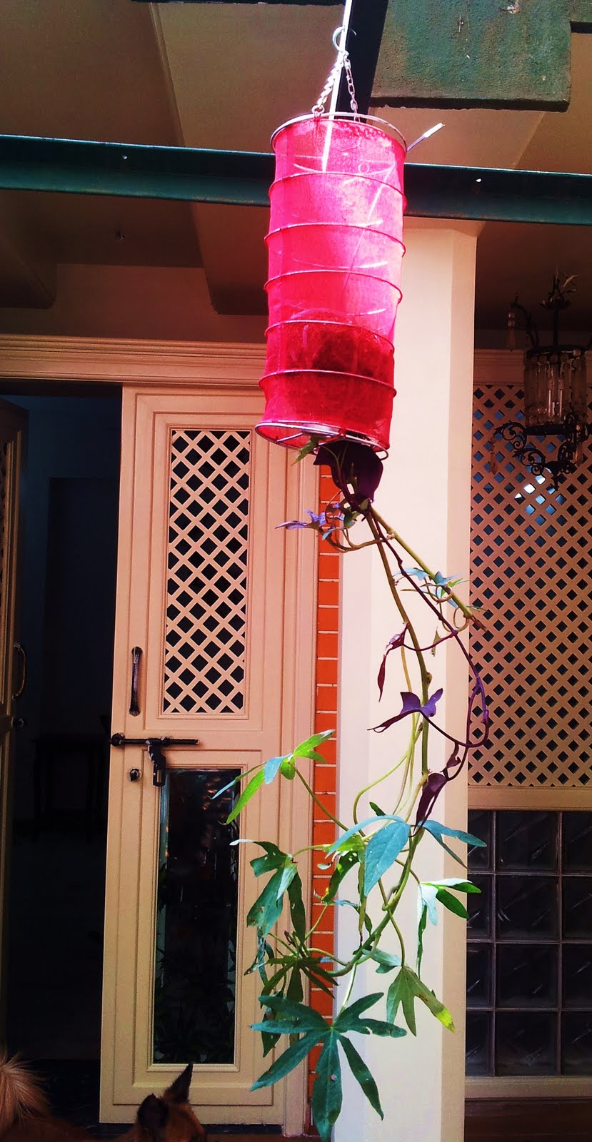 Vriksha Nursery October 2011