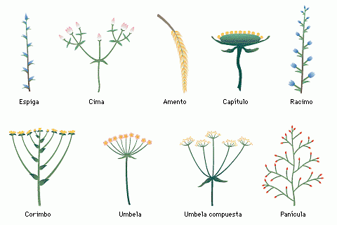 Resultado de imagen para clasificacion flores