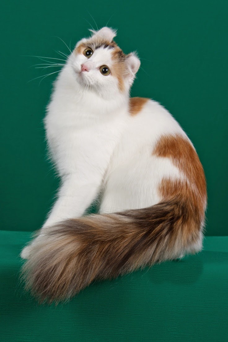 lovely pets Top 5 Smallest Cat Breeds