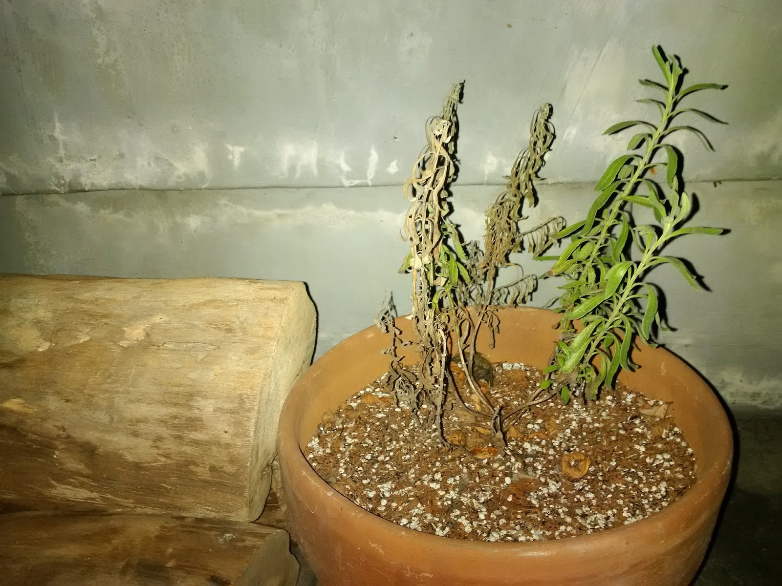 Growing Lavender in the Philippines Update 1