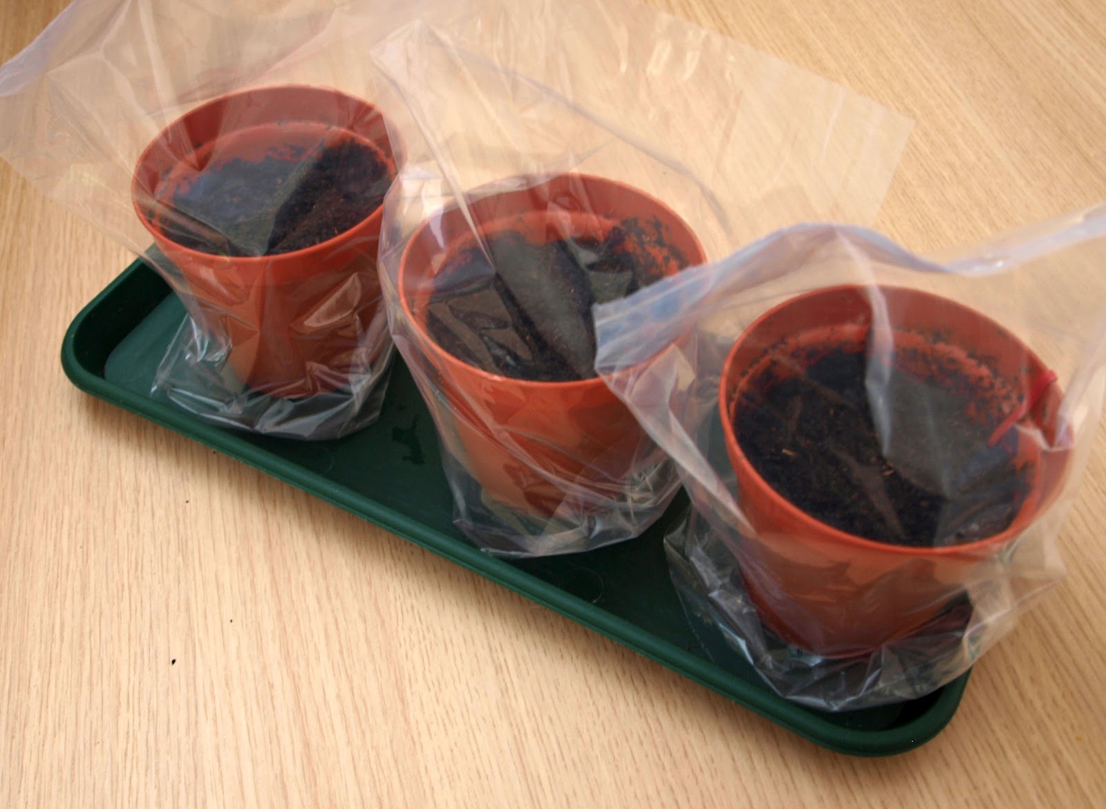 Mark's Veg Plot Sowing Asparagus seeds