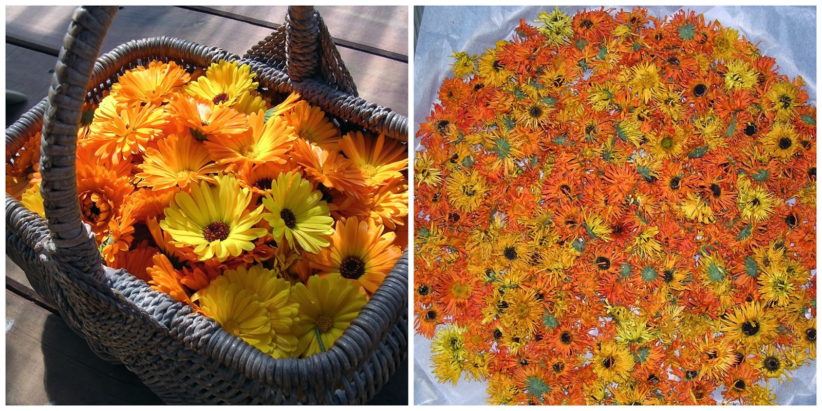 My Threadbear Life These Drying Days