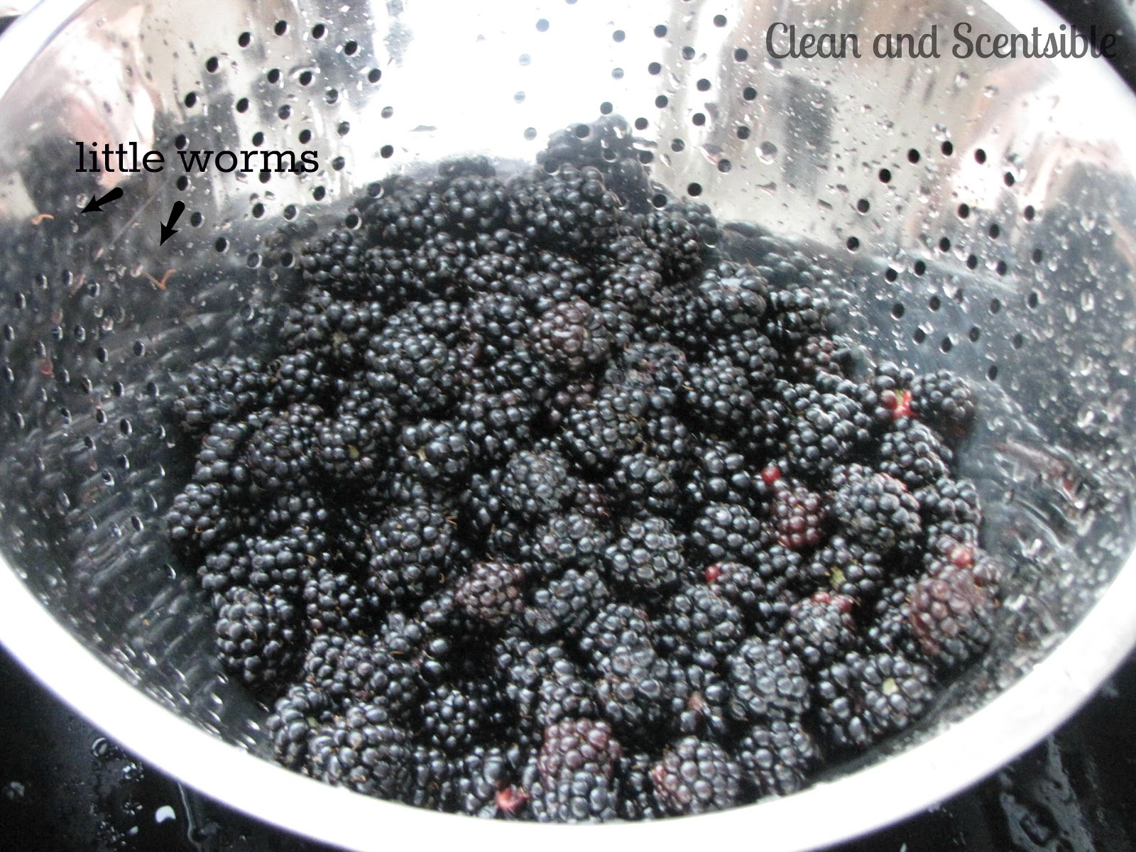 How to Clean and Freeze Berries Clean and Scentsible