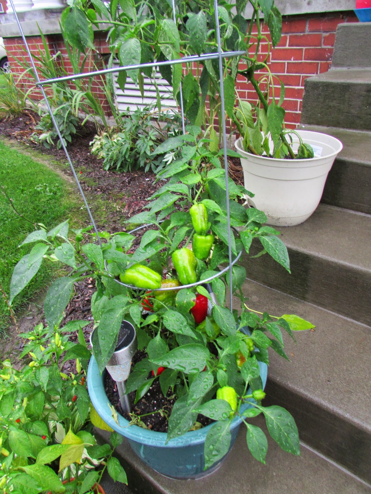 Big Diehl Peppers: Growing Season Comes to an End – How it ...