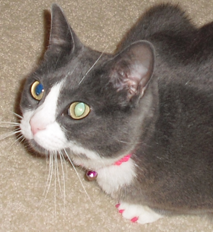 List 101+ Pictures Why Do Cats Eyes Glow In Pictures Latest