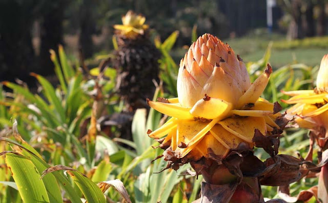 Chinese Yellow Banana Flowers Pictures