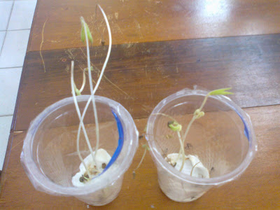 Berbagi Ilmu Proposal Pertumbuhan Kacang Hijau Berbagi Ilmu Proposal Pertumbuhan Kacang Hijau