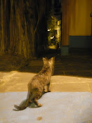 The Street Cats of Old City, San Juan