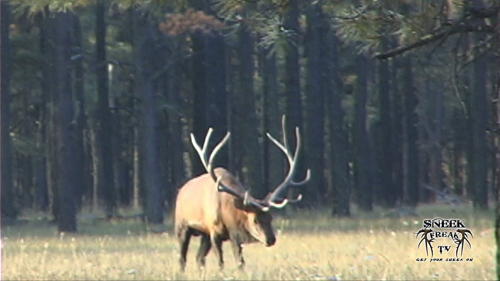 Sneek Freak TV Steve's Trophy Elk Hunt!