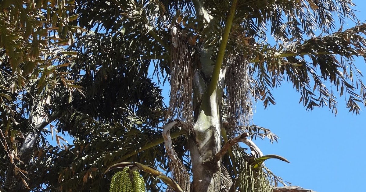 Tryout A palm tree with dreadlocks.....