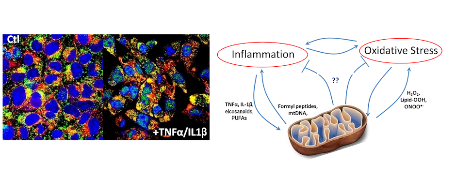 InflamMito Research - Anderson Lab