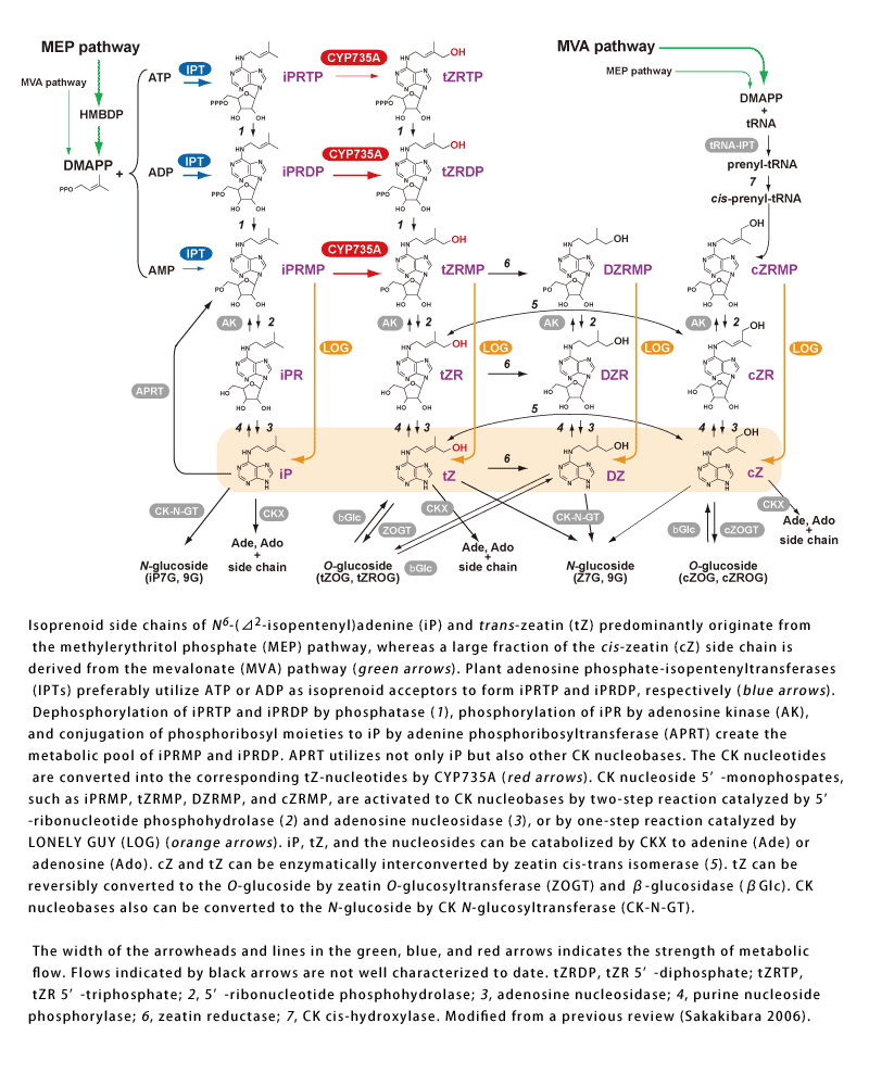 ISOPRENOIDS: ONE OF AGEINGS MANY WEAPONS FOR ITS ARMIES: