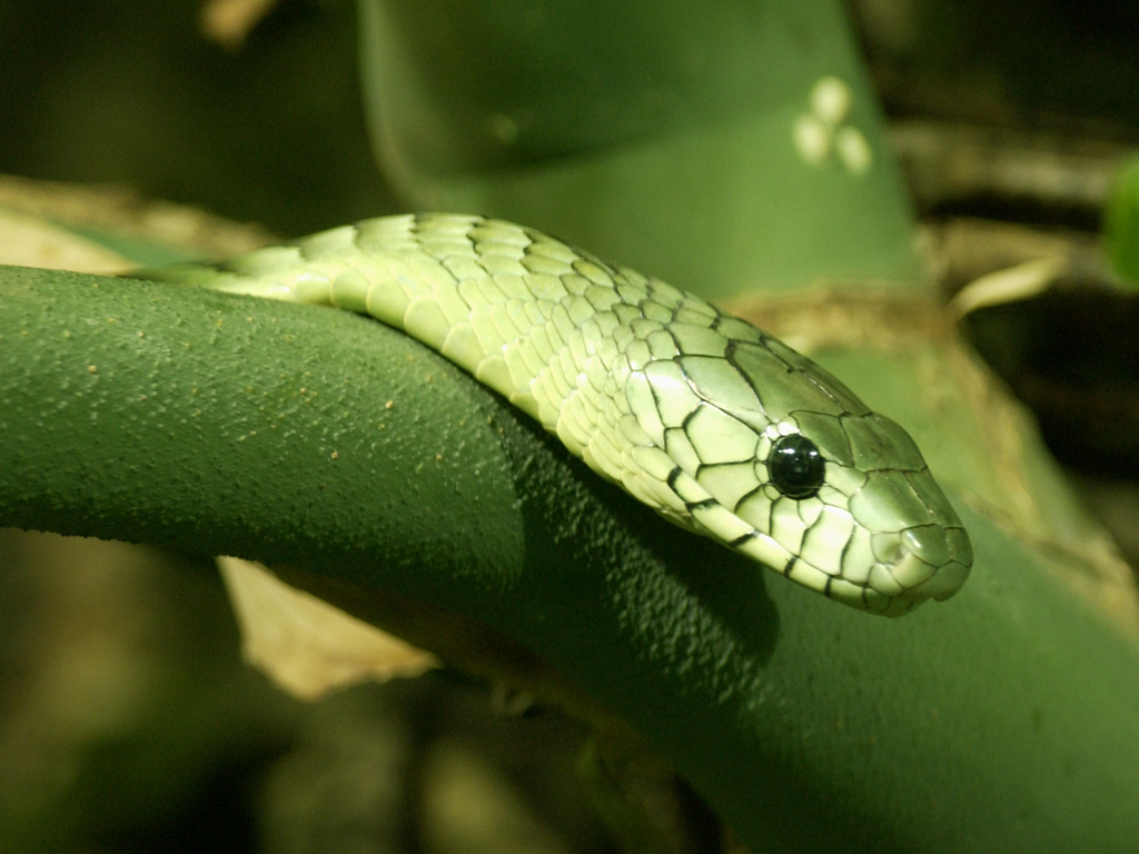 Imágenes de Serpientes - Fotos de Reptiles | Fotos e Imágenes en FOTOBLOG X1024 x 768
