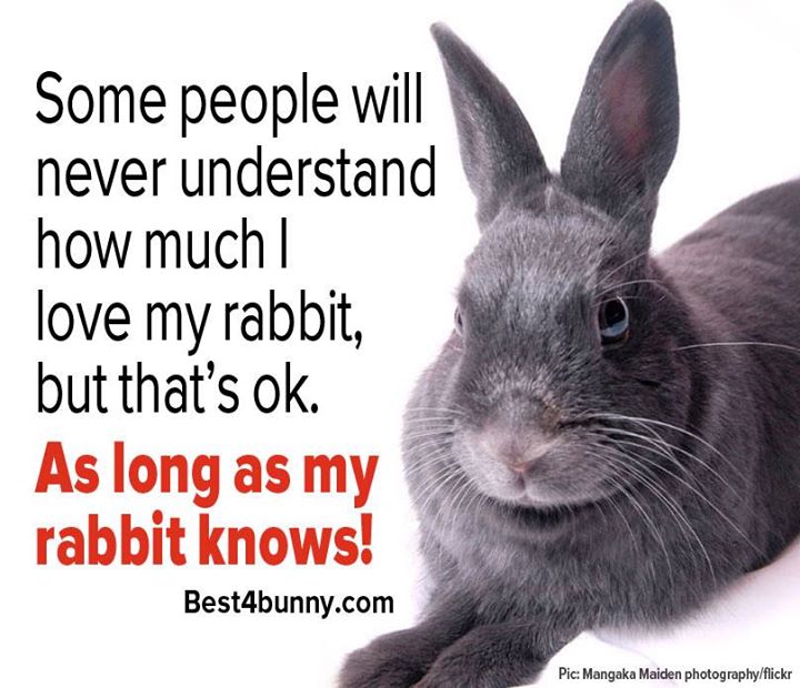 Het Vrolijke Konijnenhol Love your rabbit!