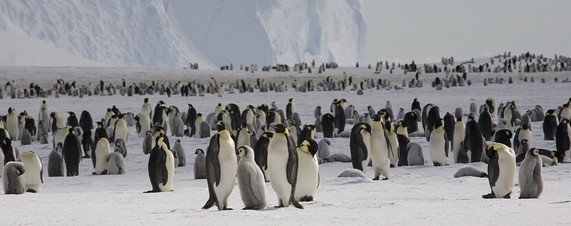 வியப்பு..! Penguin+colonybritish+antarctic+survey