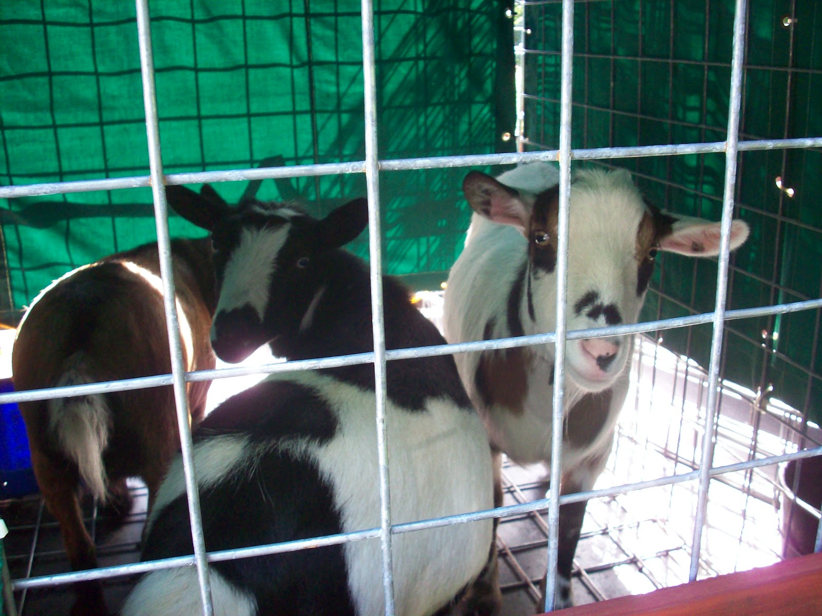 4 acres and a stream The goats are here! (And how to build a transport cage)