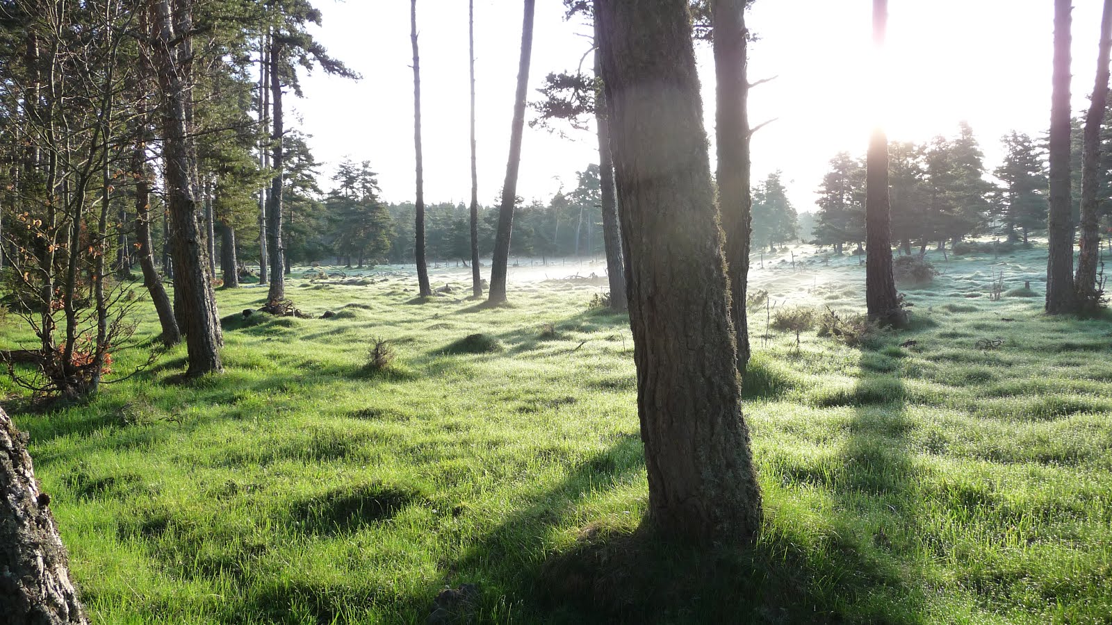 La Pinatelle au petit matin...