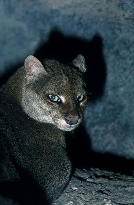 Pictures Of Wild Cat Jaguarundi Damn Cool Pictures