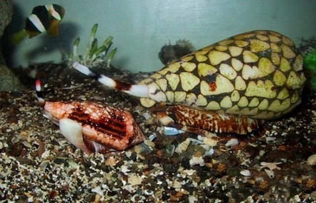 Cool FunPedia The Wold�s Most Poisonous Animals Cool FunPedia The Wold�s Most Poisonous Animals