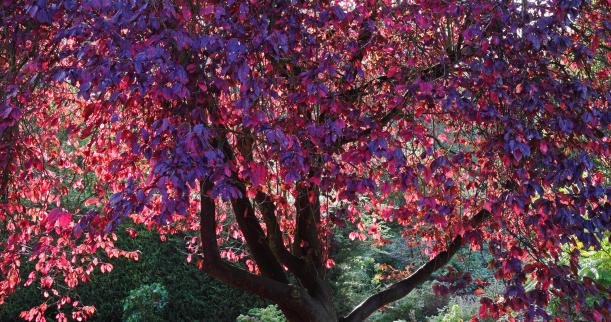 Autumn Purple Ash Tree1
